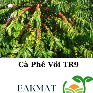 Hạt Giống Cà Phê Vối TR9