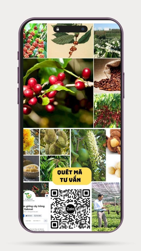mockup điện thoại eakmat