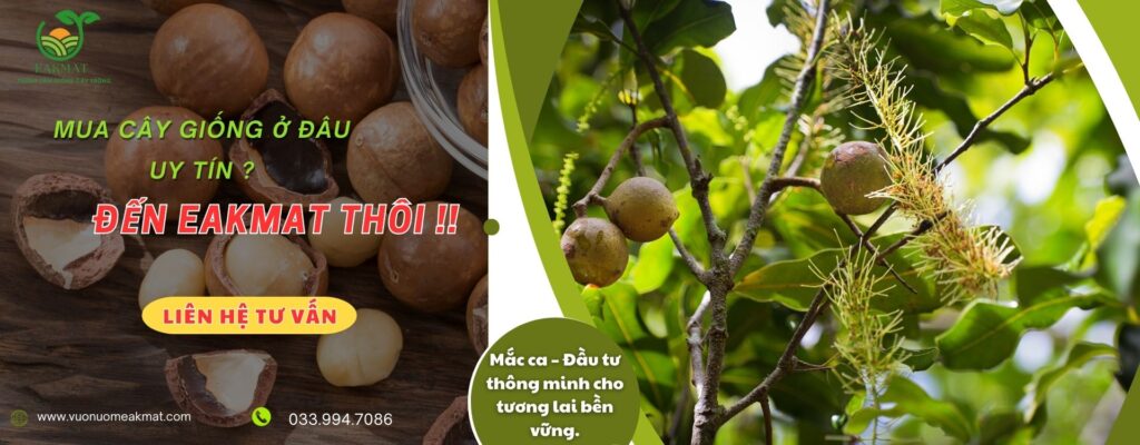 baner-eakmat-3