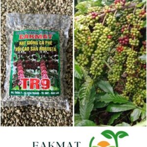 Giống Cà Phê Vối TR9