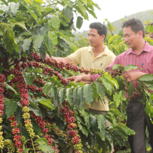 Giống cà phê TR9